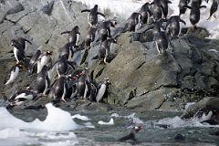 10C Gentoo Penguins Clamber Up The Rocks From The Sea To Cuverville Island On Quark Expeditions Antarctica Cruise.jpg
